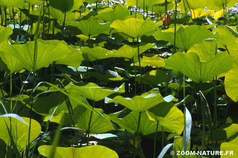 Feuilles de Lotus : Ingrédient majeur de la médecine par les plantes