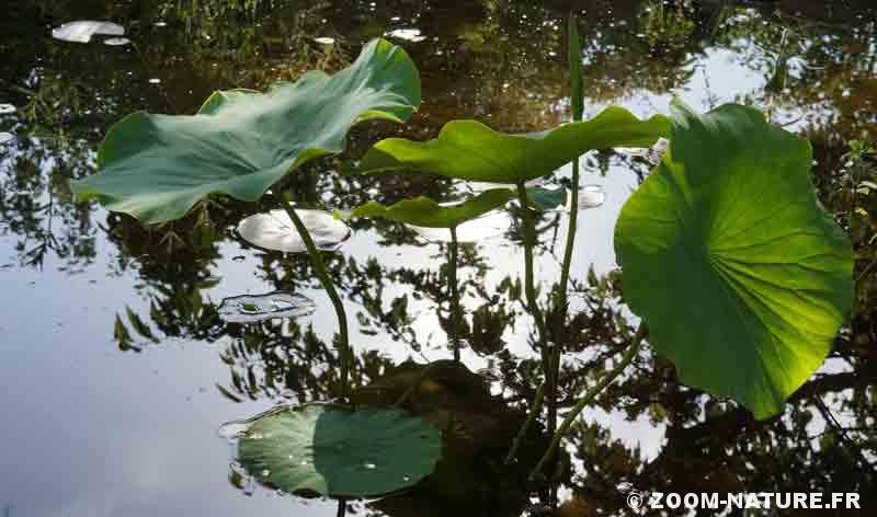 Les feuilles magiques du lotus sacré