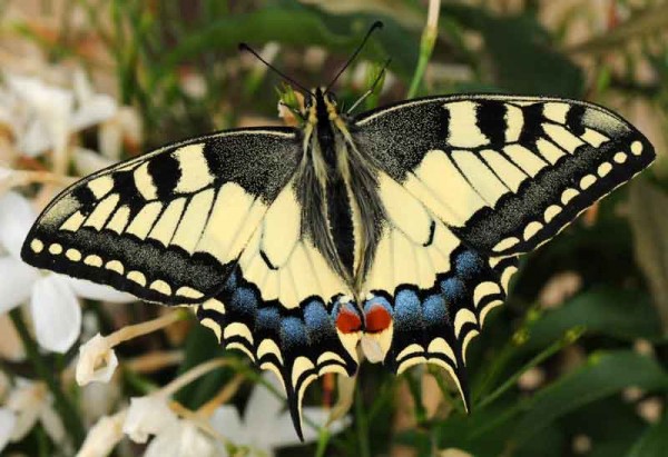 Au jardin fleuri d'Odile - Page 12 Machaon-dessus-600x411