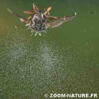 Entomophtora, le champignon tueur de mouches – Nature Yvelines