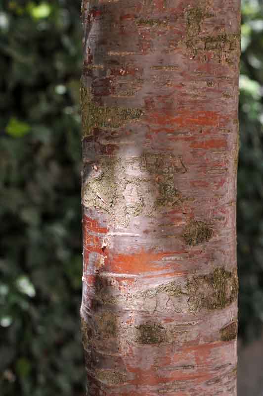 tissu d'écorce d'arbre