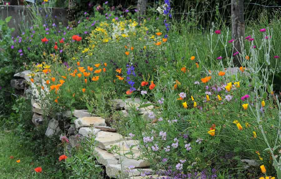 Les jardins fleuris pourvoyeurs de pollinisateurs | Zoom Nature