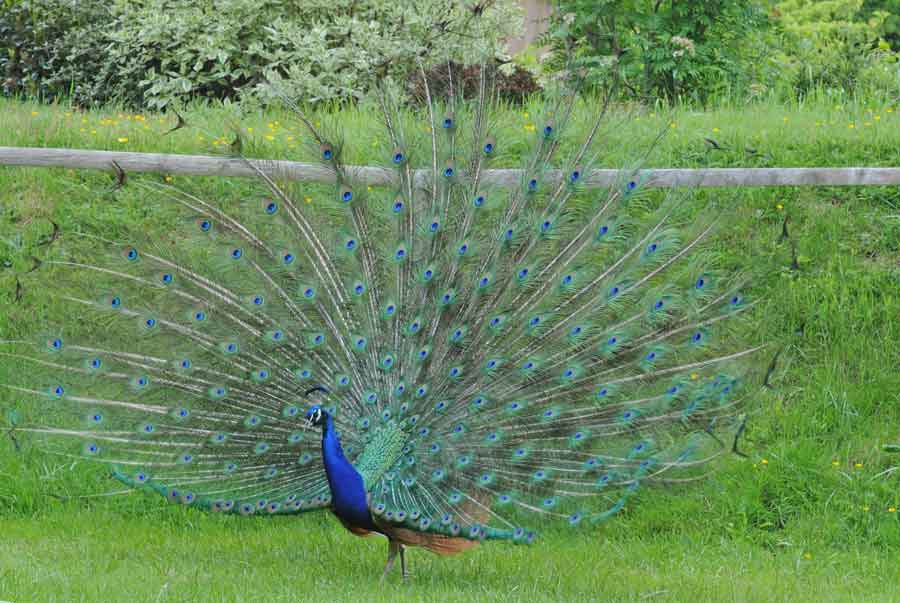https://www.zoom-nature.fr/wp-content/uploads/2019/04/pavo-parapano.jpg