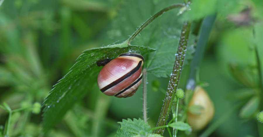 En quoi est fabriquée la coquille d'un escargot ? Maïa, 10 ans - Images Doc