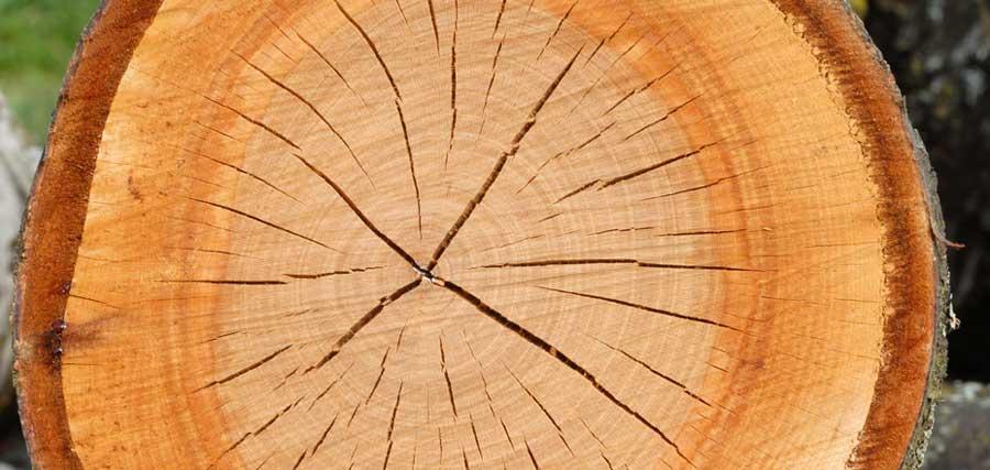 L'importance des vieux arbres et du bois mort 2 : fonctions et