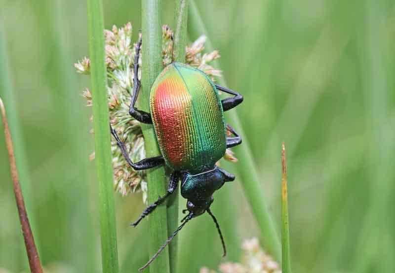 Oulema sp.] Petit coléoptère coloré et ponctué - Le Monde des insectes