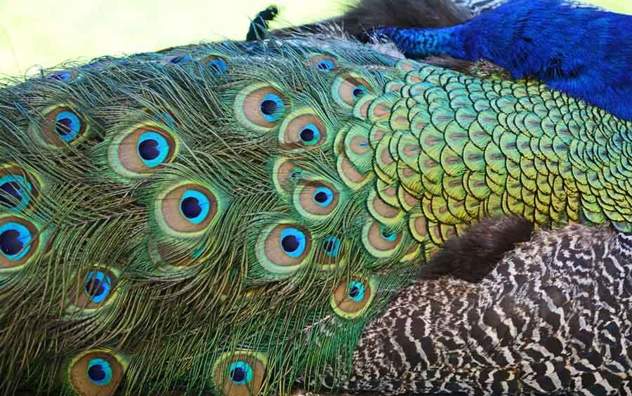 6 oiseaux à plumes décoratifs - couleurs pastel