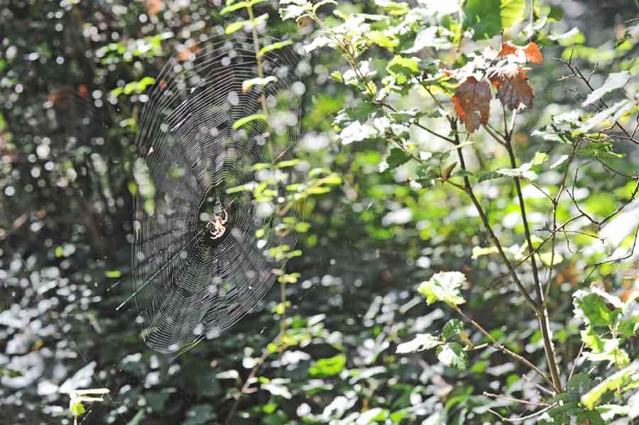 Fermeture D'une Araignée De Guêpe Perchée Sur Sa Toile D'araignée Dans Le  Jardin Photo stock - Image du centrale, jardin: 259204198