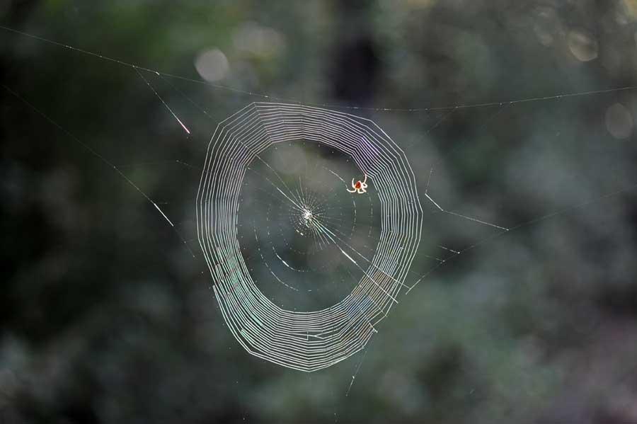 Fermeture D'une Araignée De Guêpe Perchée Sur Sa Toile D'araignée Dans Le  Jardin Photo stock - Image du centrale, jardin: 259204198