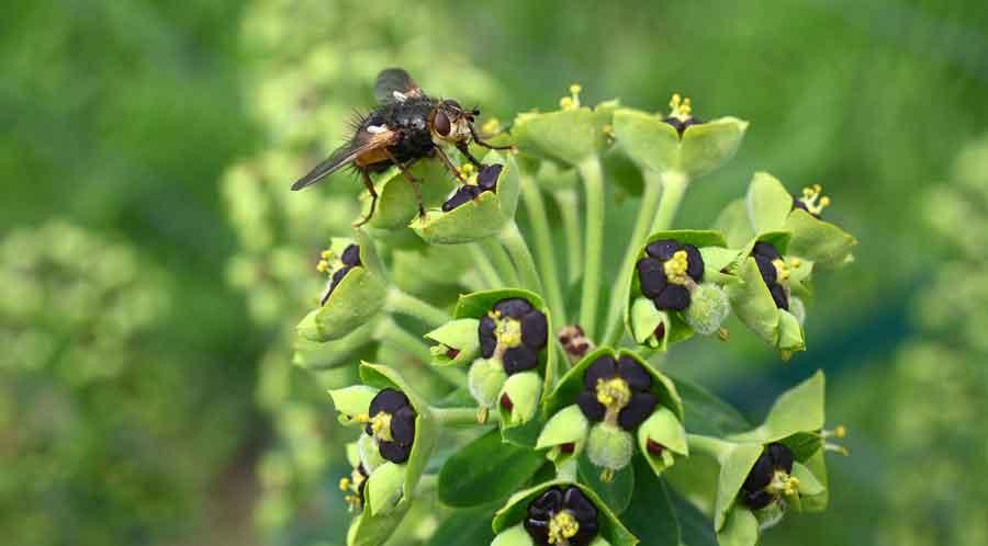 Couleurs Jardin Carthage - Les mouches envahissent votre intérieur ?  Dionaea muscipula pour s'en débarrasser et en finir avec les insectes !  🐜🦟#couleursjardin #plantecarnivore #dioneamuscipula