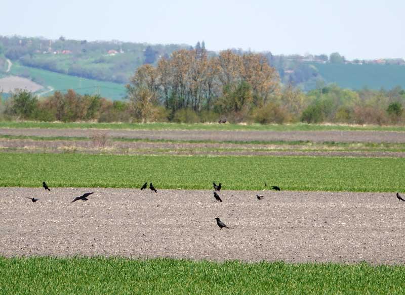 Abondance d'oiseaux et pratiques agricoles